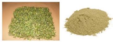 Image result for Cissus welwitschii