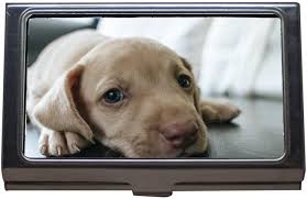 Medical credit card accepts by local veterinarians, pet surgery financing & animal finance care loans. Amazon Com Business Card Holder Wallet Credit Card Id Case Dog Puppy Blue Eyes Blue Eye Pet Look Cute Business Card Case Stainless Steel Office Products