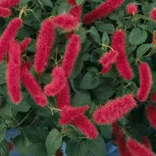 Image result for Acalypha allenii