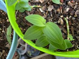 Image result for Aneilema zebrinum