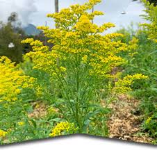 Image result for Solidago
