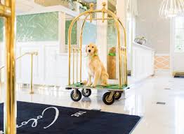 If you're planning a getaway with your furry. Bring Fido To These Dog Friendly South Florida Hotels