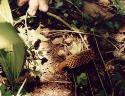 Image result for Sarcophyte