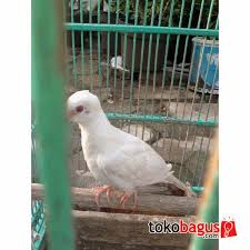 We did not find results for: Perkutut Putih Atau Perkutut Albino Tohir Bird Farm
