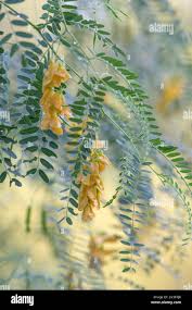 Image result for Sesbania brevipedunculata