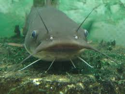Kedi Baligi Ozellikleri Scyliorhinus Canicula