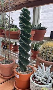 Image result for Senecio forbesii