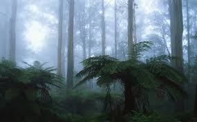 Because Mount Dandenong Is Right Around The Corner Beautiful Places On Earth Most Beautiful Places Beautiful Places