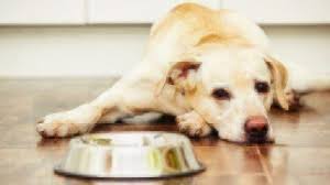 Yogurt packs a lot of sugars, lactose, and artificial sweeteners, all of which a cat shouldn't eat. Can Dogs Eat Yogurt Healthy Paws