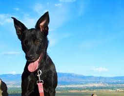 Maybe you would like to learn more about one of these? Albuquerque Vacation Information Hotels Restaurants Events And Things To Do