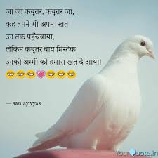 Best Kabootar Quotes Status Shayari Poetry Thoughts Yourquote Kabutar se bachche palwane ka sahi tarika. best kabootar quotes status shayari