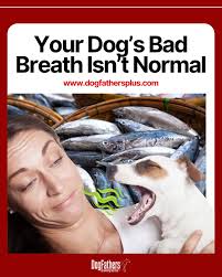 Edward Cortes (@dogfathersplus) • Instagram photos and videos