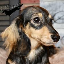 Mom is a small red smooth coat , and dad is long haired cream. Cream Sable Longhair Elegant Dachshunds Long Haired Dachshund Dachshund Weiner Dog