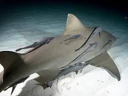 We did not find results for: Shark And Remora Fish Check Out Brigette S Review Of Douglas Coupland S Girlfriend In A Coma Here Http Relationship Pictures Symbiotic Relationships Sea Life