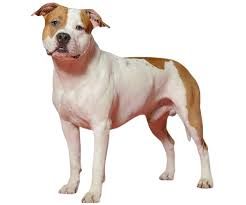 The american staffordshire terrier may look a little mean around the edges, but in the tough and muscular, the american staffordshire terrier is a medium sized dog, that can live on average up to. American Staffordshire Terrier All About This Breed Dogsplanet Com