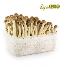 They are big and meaty shrooms. Zauberpilze Grow Kit Golden Teacher Zativo
