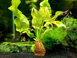 Image result for Aponogeton junceus