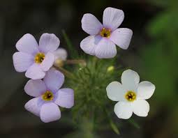 Image result for Leptochloa obtusiflora