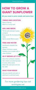 How To Grow Giant Sunflowers Brisbane Kids Giant Sunflower Growing Sunflowers Planting Sunflowers