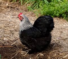 Cochins, like a few other breeds of chickens, have feathers growing down their legs and covering their feet. Cochin Bantam Birchen Straight Run Welp Hatchery