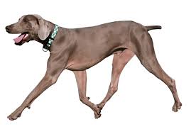 We don't breed for a living. Weimaraner Puppies For Sale In Birmingham Alabama Adoptapet Com