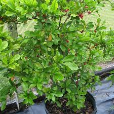 Miracle fruit is an evergreen shrub that grows in west africa. Miracle Fruit Plant Nestreeo Com