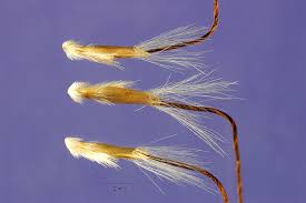 Image result for Dichanthium sericeum