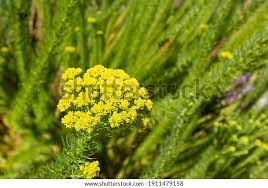 Image result for Phymaspermum