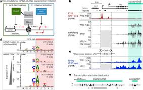 Some states go farther and prohibit employers from even suggesting such a test. A Heterochromatin Dependent Transcription Machinery Drives Pirna Expression Nature