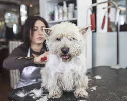 With our user friendly website you save a lot of time finding the best suited grooming solution for your precious pet. The 10 Best Pet Groomers In Vermont
