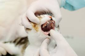 In cats, tooth resorption has also been referred to as neck lesions, external odontoclastic resorptions, feline odontoclastic resorptive lesions, feline oral resorptions, and cervical line erosions. Feline Oral Resorptive Lesions Fairview Animal Hospital