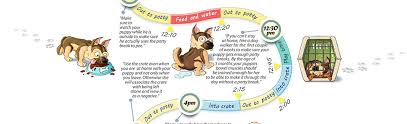 Potty Training Schedule How To Housebreak A Puppy Infographic