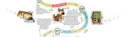 potty training schedule how to housebreak a puppy infographic