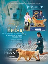 Pin On Golden Retrievers