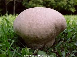 We did not find results for: Giant Puffball And Other Edible Wild Puffball Mushrooms Americanmushrooms Com