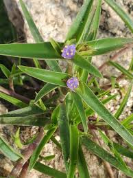 Image result for Cyanotis lanata