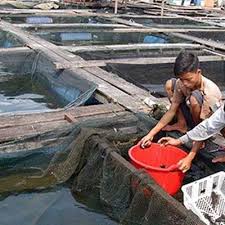 Ikan kerapu termasuk jenis ikan yang memang memiliki harga cukup tinggi. Ekspor Kerapu Hidup Kembali Menggeliat Ekonomi Bisnis Com