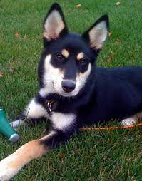 We welcome you to visit us to see our available siberian husky puppies for sale in westchester. This Is What My Sadie Looks Like But She Has Longer Hair Like A Husky She Is Such A Cutie