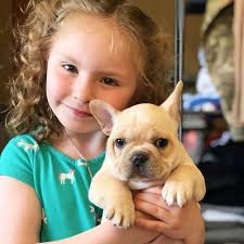 Click on the name or profile photo of the you may either find your future puppy amongst our published french bulldog puppies for sale or, based on a special search, we will locate your future. Affinity French Bulldog Your Top Frenchie Breeder In Spokane Wa
