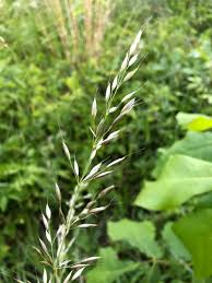 Image result for Avena byzantina