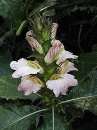 Image result for Acanthus montanus