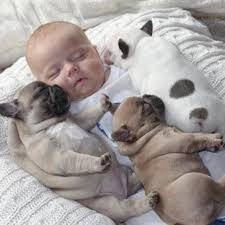 Bebekler Ve Kopekler Ile Ilgili Gorsel Sonucu Unlikely Animal Friends Dogs Cute Dogs