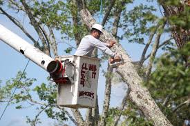 Tree Removal Knoxville TN - Tree Removal Farragut TN