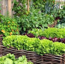 We did not find results for: 15 Best Vegetables To Grow Easy Vegetables To Plant