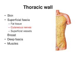 O airway—trachea, upper lobe bronchi, posterior wall of bronchus intermedius. Chest Wall Anatomy A Azami Ph D Ppt Download