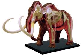 Image result for elephant anatomy