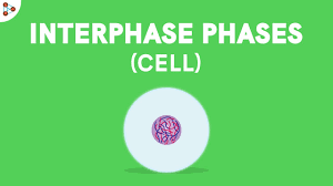 Sister chromatids, mitosis, eukaryotic cell division, chromosomes. Phases Of Interphase Don T Memorise Youtube