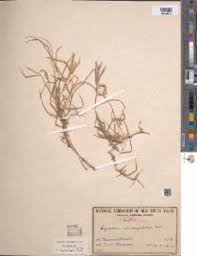 Image result for Cynodon incompletus