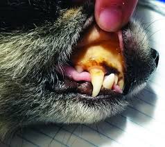 Liver Disease In Dogs Whole Dog Journal