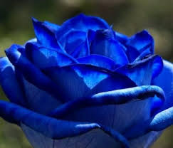 What A Beautiful Blue Rose Name Applause Blue Roses Wallpaper Blue Roses Beautiful Roses